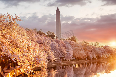樱花节摄影照片_樱花节期间的华盛顿纪念碑。