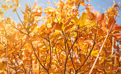 秋天的城市公园，树上的叶子在阳光下变黄，d