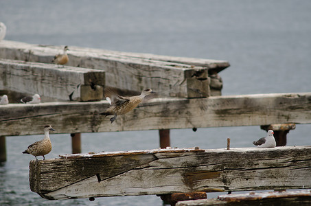 左边是巴塔哥尼亚凤头鸭，右边是海豚鸥。