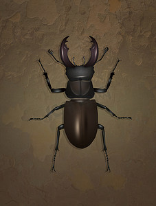 黑色的风筝摄影照片_树皮上的雄鹿甲虫