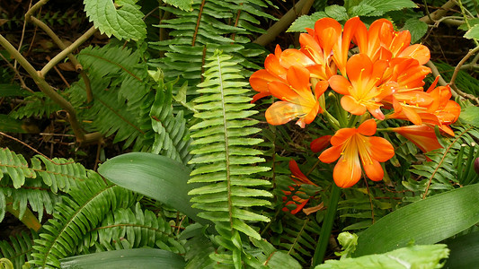 纳塔尔布什卡菲尔百合花，加利福尼亚州，美国。