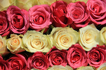 双人结婚登记照摄影照片_婚礼布置中不同色调的粉红玫瑰