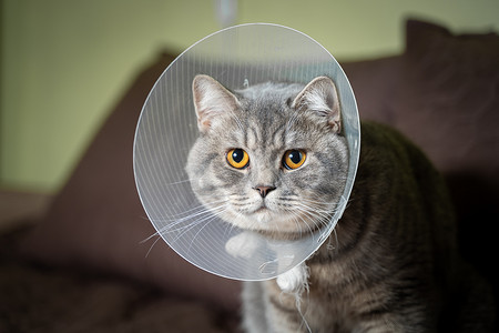 生病的灰色苏格兰直品种猫戴着宠物医疗项圈锥形伊丽莎白项圈，以避免在家里舔。