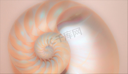 比例摄影照片_鹦鹉螺壳斐波那契对称横截面螺旋结构增长黄金比例