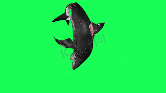蓝色背景大屏摄影照片_3d 插图-绿色屏幕中的鲨鱼-背景