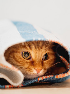 地毯猫摄影照片_可爱的姜猫坐在里面卷起地毯。