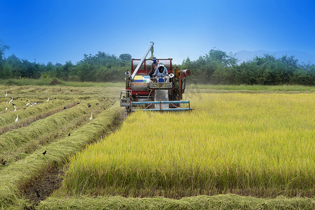 农民使用拖拉机在田间收割水稻。
