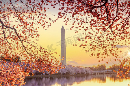 樱花节期间的华盛顿纪念碑。