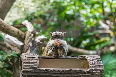 猴子和她的小宝宝在国家公园，吃蟹猕猴