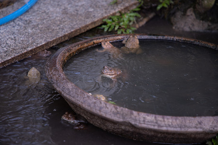 小花园池塘背景下的普通棕色青蛙或欧洲草蛙（林蛙）。