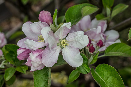 粉红色的白色苹果在春天开花
