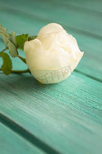 蓝绿色木制背景上的白玫瑰。