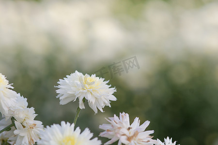 白菊花，花园里的菊花。