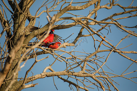 深红罗塞拉鸟在树上交配。