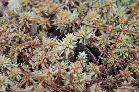 泥炭藓或 Calanthe triplicata (Willemet) Ames。