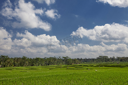 美好的自然风景，绿色稻田