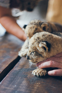可爱的小狮子摄影照片_动物园里可爱的小狮子幼崽。