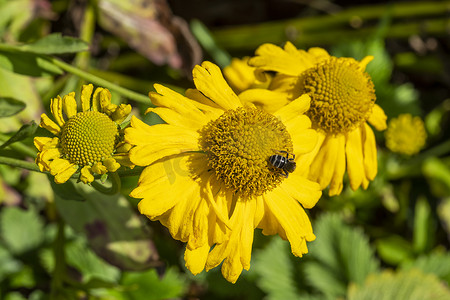 Helenium Butterpat