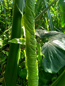 关闭具有自然背景的芋头叶（Colocasia esculenta，talas）。 