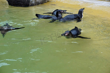 一群洪堡企鹅在水池中游泳