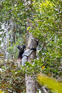 黑色和白色狐猴 Indri
