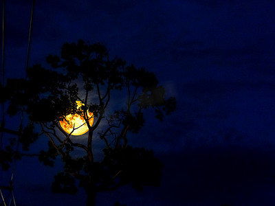 夜晚的月光和剪影树