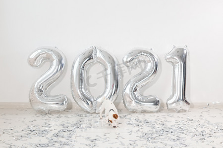 杰克·罗素梗犬，带着数字 2021 年气球。新年庆祝活动。
