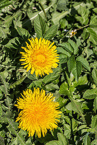 草地蜜蜂摄影照片_夏季草地上的黄色蒲公英花