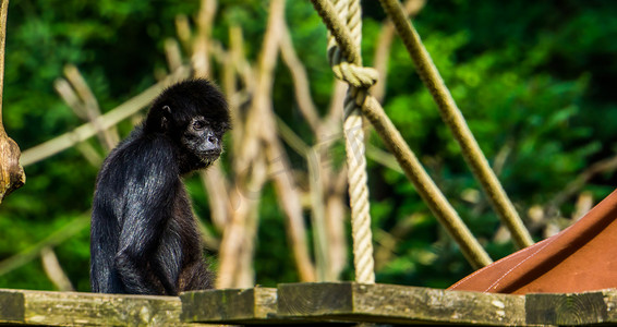 一只黑头蜘蛛猴的美丽肖像，来自南美洲的极度濒危动物
