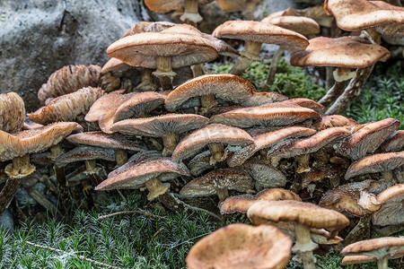 森林地面上的蘑菇在树叶中