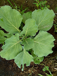 田间的年轻卷心菜 卷心菜是一种多叶的绿色、红色（紫色）或白色（淡绿色）两年生植物，因其密叶头而作为一年生蔬菜作物种植。