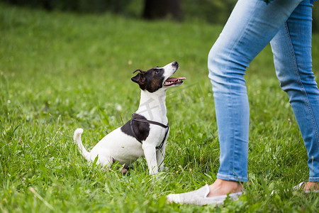 飞屋环游记罗素摄影照片_杰克罗素梗犬寻找并等待主人的命令