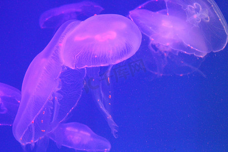 海中的水母被美丽的灯光照亮