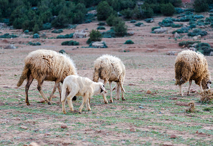 莫州阿特拉斯落基山脉中被忽视的肮脏羊群