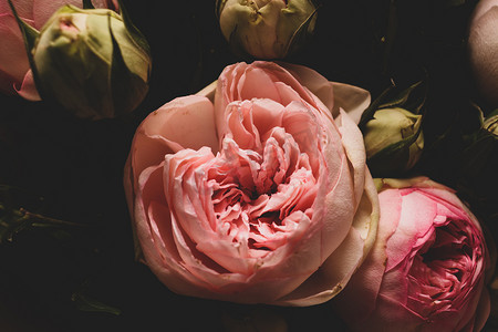 病了摄影照片_深色背景上的粉红玫瑰。