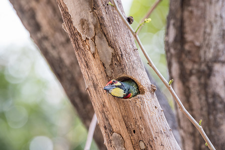 中空心摄影照片_空心树干中的鸟 (Coppersmith barbet)