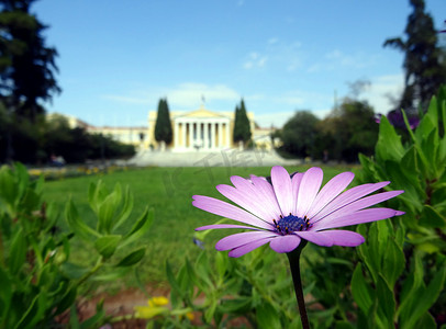 粉红色的花朵特写和背景中的希腊宫殿