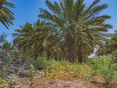 椰枣树种植园地面上的一串椰枣