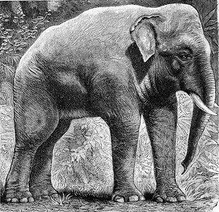 印度大象，Elephas indicus，复古雕刻。
