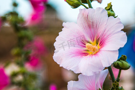 美丽的玫瑰色彩缤纷（花瓣、叶子、花蕾和开放的花朵）