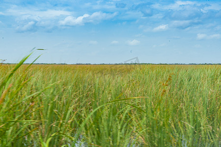 佛罗里达大沼泽地宽阔的芦苇覆盖平坦的湿地