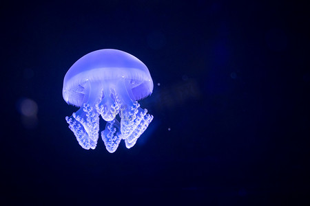 游动摄影照片_在水族馆里游动着蓝光的水母。