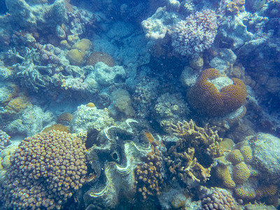 靠近珊瑚湾的宁格鲁礁珊瑚之间的巨型蛤大贝壳