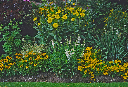 乡村花园中的黄色和白色主题花境
