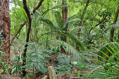 绿色森林照片摄影照片_Seyc 不同地方的美丽绿色雨林照片