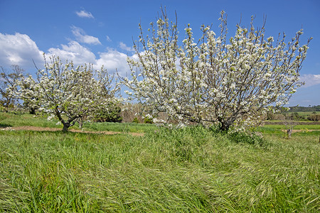 葡萄牙乡村盛开的樱花树