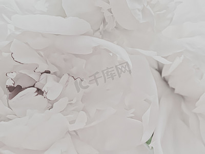 白牡丹花作为假日品牌的抽象花卉背景