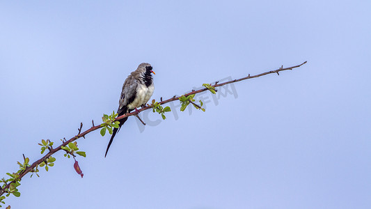 柱形背景摄影照片_南非克鲁格国家公园的纳马夸鸽子