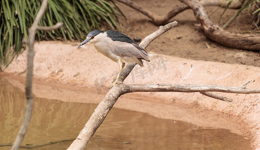 冠摄影照片_夜鹭称为 Nycticorax nycticorax