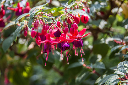 红色盆栽植物摄影照片_花园里的红色紫红色花